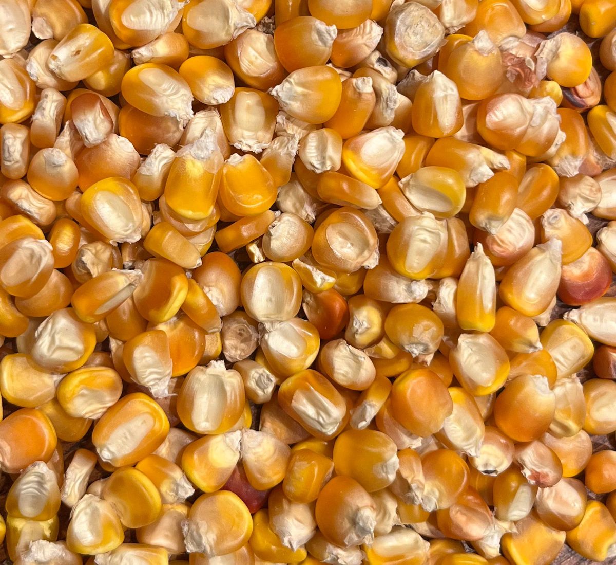 Yellow Maize (Corn)